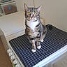 appliance, cabinet, cat, checkered_cloth, container, countertop, curious, domestic, feline, floor, home, indoor, kitchen, pet, sitting, stove, tabby, wall_outlet, white_paws, yellow_eyes