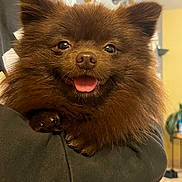 Trèsor participe au concours pour gagner de l'argent avec cette photo : dog, pomeranian, brown, fluffy, tongue_out, pet, indoor, happy, smiling, person_holding, arms, stairs, home, cozy, fur, animal, cute, companion, portrait, friendly