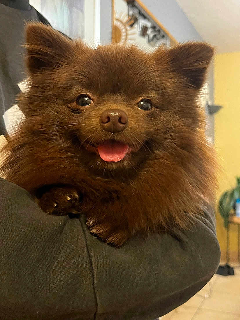 Trèsor participe au concours pour gagner de l'argent avec cette photo : dog, pomeranian, brown, fluffy, tongue_out, pet, indoor, happy, smiling, person_holding, arms, stairs, home, cozy, fur, animal, cute, companion, portrait, friendly