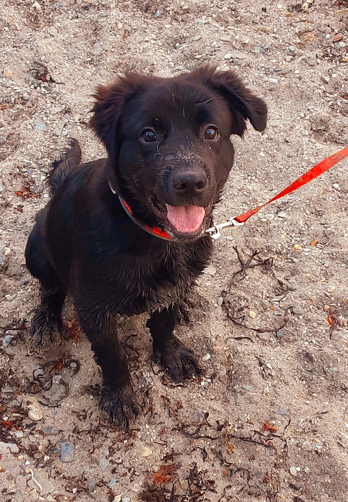 Remi is registered to the contest to win money with this photo: borador, boykin_spaniel, canidae, carnivore, dog, dog_breed, field_trial, flat_coated_retriever, german_spaniel, hunting_dog, labrador_retriever, mammal, patterdale_terrier, rare_breed_dog, retriever, snout, spaniel, sporting_group, vertebrate