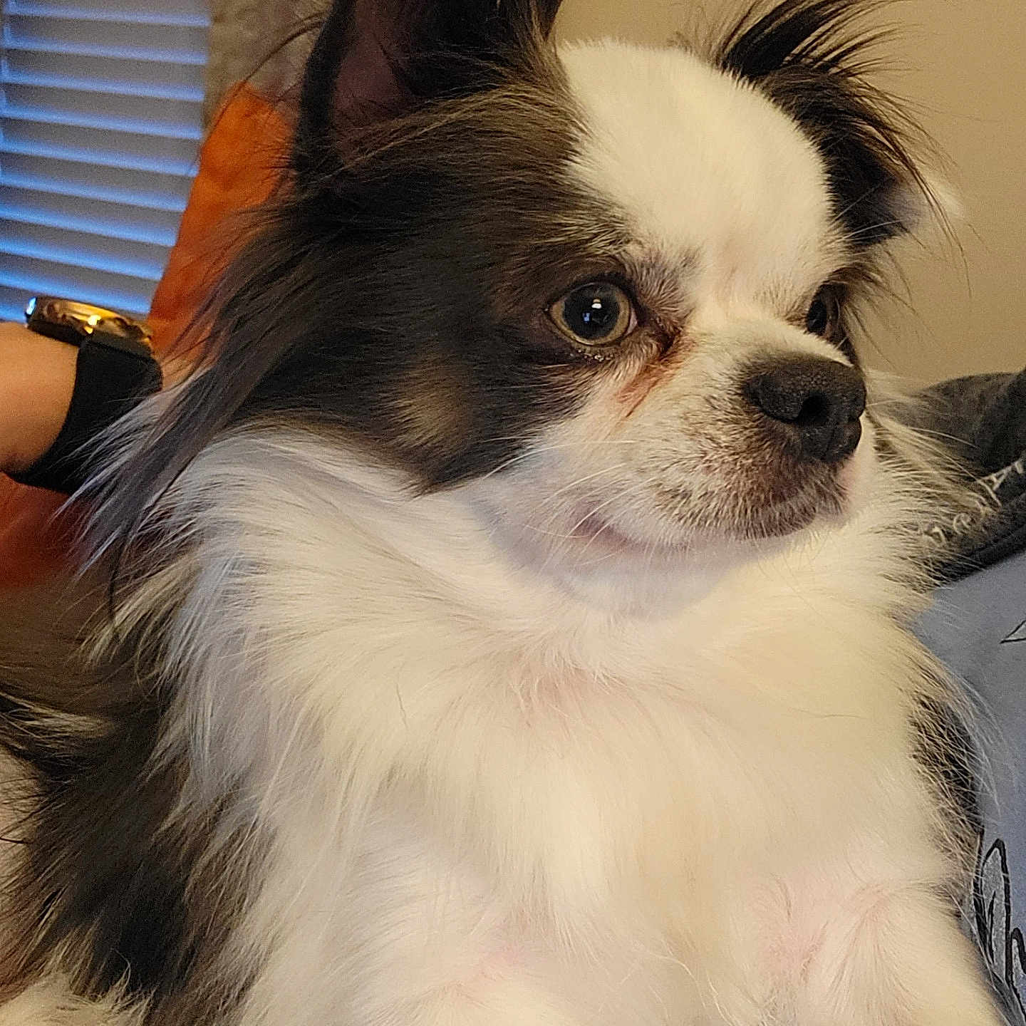 Jasper joined the competition — help win amazing prizes! accessories, animal, bulldog, canine, chair, chihuahua, cockerspaniel, couch, curtain, cushion, dog, eskimodog, furniture, glasses, homedecor, papillon, pet, puppy, terrier, windowshade