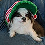 animal, baby, canine, cap, chihuahua, clothing, cockerspaniel, couch, cushion, dog, face, furniture, hat, head, homedecor, papillon, person, pet, photography, puppy
