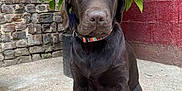 Arrow participe au concours pour gagner de l'argent avec cette photo : animal, brick_wall, canine, chocolate_labrador, collar, concrete, dog, flower, fur, garden, greenery, head, nature, outdoor, pet, plant, portrait, sitting, window, young_dog