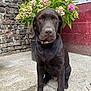 dog, chocolate_labrador, pet, sitting, outdoor, flower, plant, brick_wall, collar, canine, fur, animal, nature, greenery, concrete, window, garden, head, portrait, young_dog