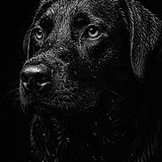 Arrow participe au concours pour gagner de l'argent avec cette photo : animal, animal_portrait, black_and_white, black_dog, canine, close_up, dark_background, detailed, dog, droplets, expressive_eyes, fur_texture, headshot, macro, mammal, moody, pet, portrait, studio_lighting, wet_fur
