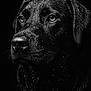animal, animal_portrait, black_and_white, black_dog, canine, close_up, dark_background, detailed, dog, droplets, expressive_eyes, fur_texture, headshot, macro, mammal, moody, pet, portrait, studio_lighting, wet_fur