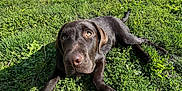 Arrow a rejoint le concours — aidez-le/la à gagner de superbes lots ! dog, puppy, labrador, chocolate, grass, outdoor, sunlight, greenery, pet, animal, canine, nature, curious, young, playful, resting, fence, summer, daylight, garden
