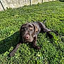 dog, puppy, labrador, chocolate, grass, outdoor, sunlight, greenery, pet, animal, canine, nature, curious, young, playful, resting, fence, summer, daylight, garden