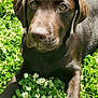 dog, puppy, labrador, chocolate_labrador, grass, clover, flowers, greenery, outdoor, nature, animal, pet, cute, young_dog, sunlight, lying_down, close_up, mammal, friendly, adorable
