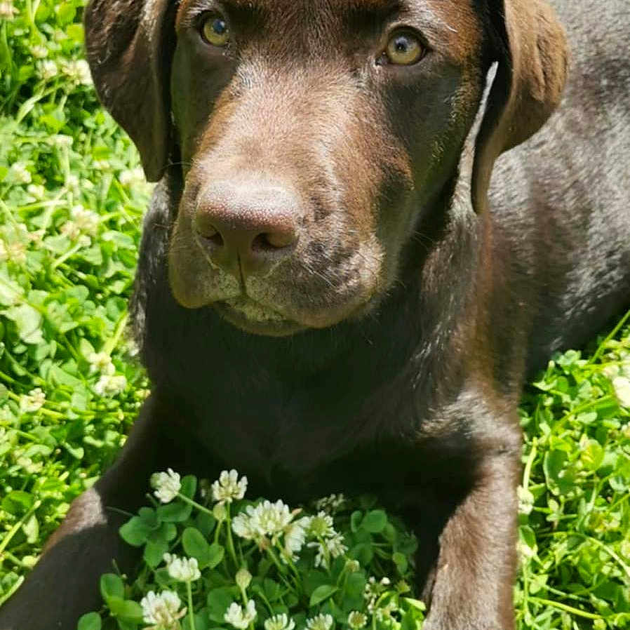 Arrow a rejoint le concours — aidez-le/la à gagner de superbes lots ! adorable, animal, chocolate_labrador, close_up, clover, cute, dog, flowers, friendly, grass, greenery, labrador, lying_down, mammal, nature, outdoor, pet, puppy, sunlight, young_dog