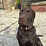 dog, labrador, chocolate, pet, collar, outdoor, concrete, patio, brick_wall, fence, plant, potted_plant, sunlight, sitting, animal, mammal, domestic_animal, canine, closeup, expression