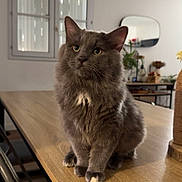 Mar participe au concours pour gagner de l'argent avec cette photo : cat, gray_cat, fluffy, table, wooden_table, indoor, houseplant, mirror, window, curious, pet, feline, domestic_animal, fur, whiskers, paws, chair, modern_interior, cozy, daylight