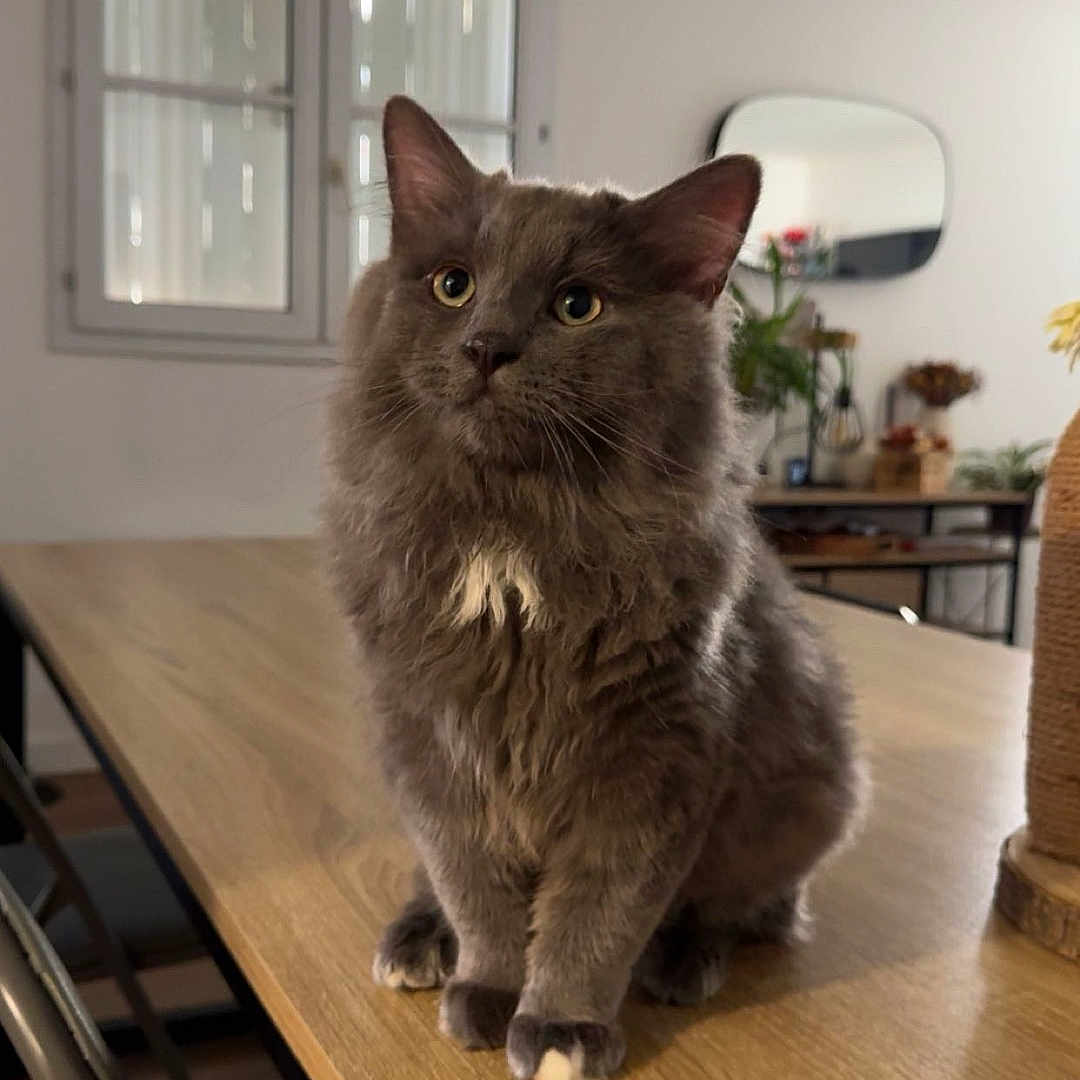 Mar participe au concours pour gagner de l'argent avec cette photo : cat, chair, cozy, curious, daylight, domestic_animal, feline, fluffy, fur, gray_cat, houseplant, indoor, mirror, modern_interior, paws, pet, table, whiskers, window, wooden_table