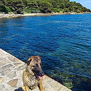 Urko a rejoint le concours — aidez-le/la à gagner de superbes lots ! animal, blue_sky, canine, coastline, daylight, dog, forest, happy, nature, outdoor, pet, rocks, sea, stone_pier, summer, sunny, tongue_out, trees, water, wet_dog