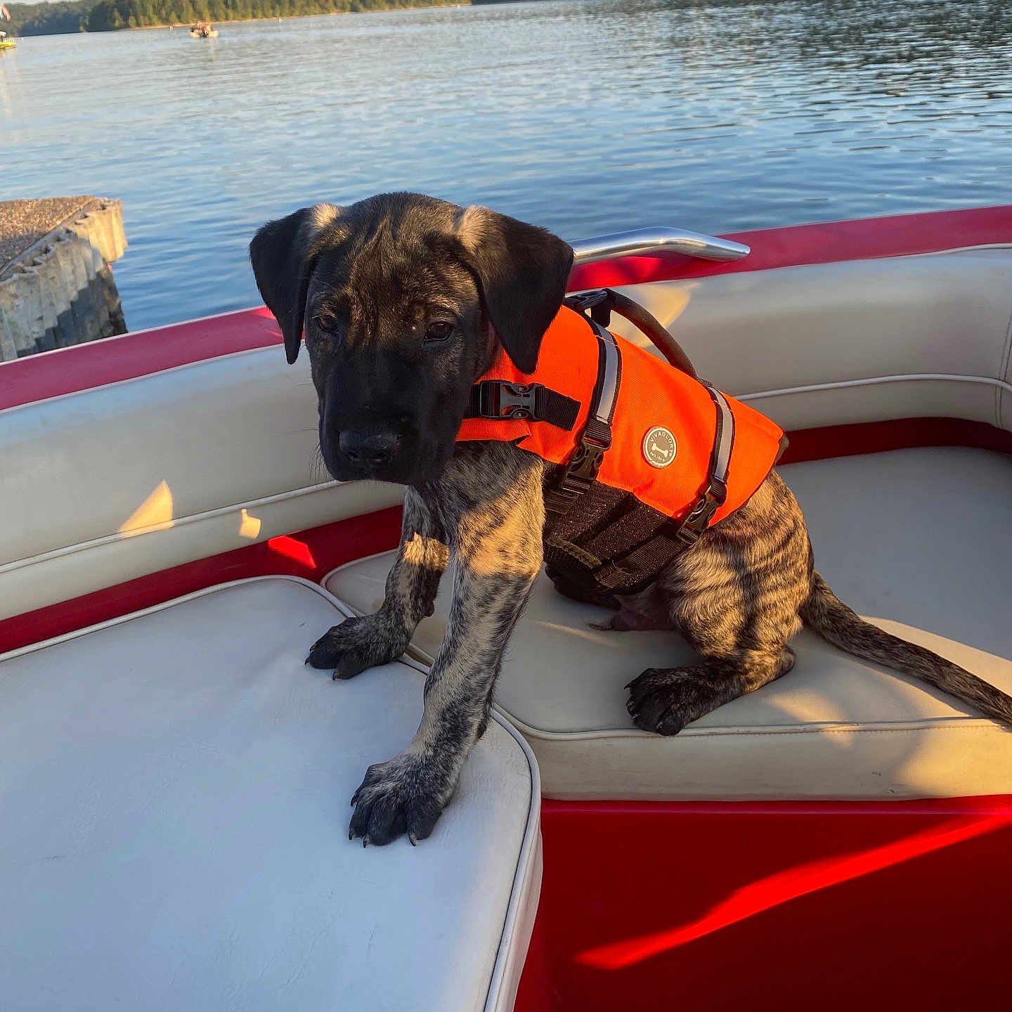 Zeus joined the competition — help win amazing prizes! animal, boat, brindle, calm, canine, dog, lake, life_jacket, nature, outdoor, pet, puppy, red, seat, sky, summer, sunlight, trees, water, white