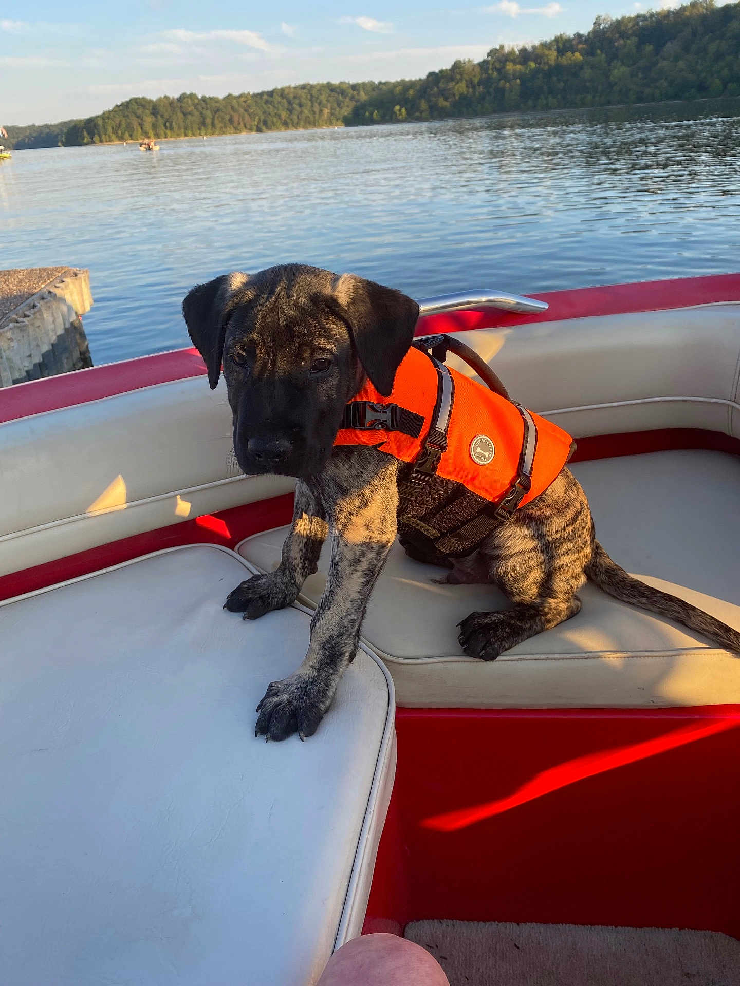 Zeus joined the competition — help win amazing prizes! animal, boat, brindle, calm, canine, dog, lake, life_jacket, nature, outdoor, pet, puppy, red, seat, sky, summer, sunlight, trees, water, white