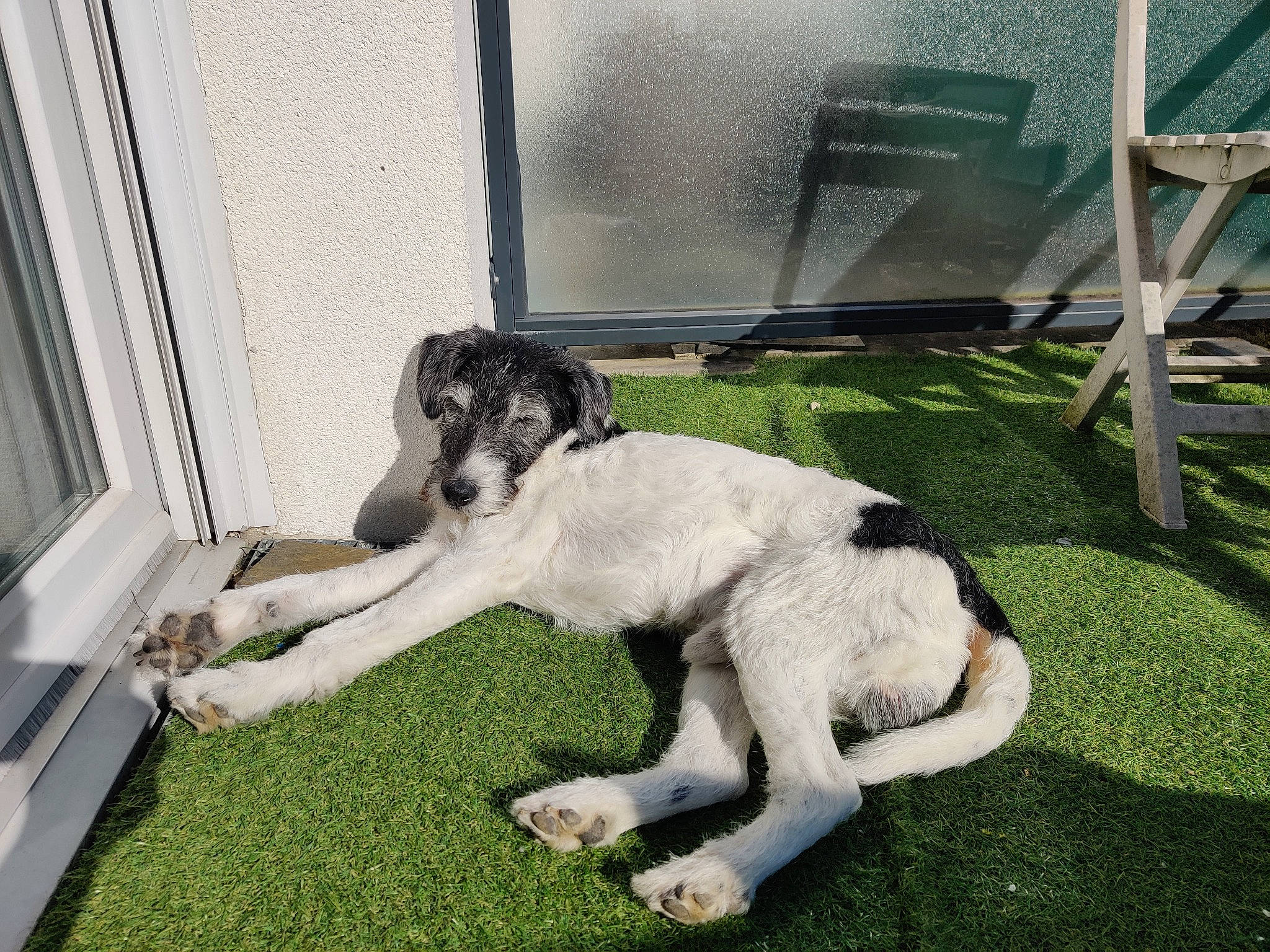 Pépin participe au concours pour gagner de l'argent avec cette photo : canidae, carnivore, companion_dog, dog, dog_breed, fur, grass, great_dane, gun_dog, non_sporting_group, sporting_group, tail, terrestrial_animal, working_animal, working_dog