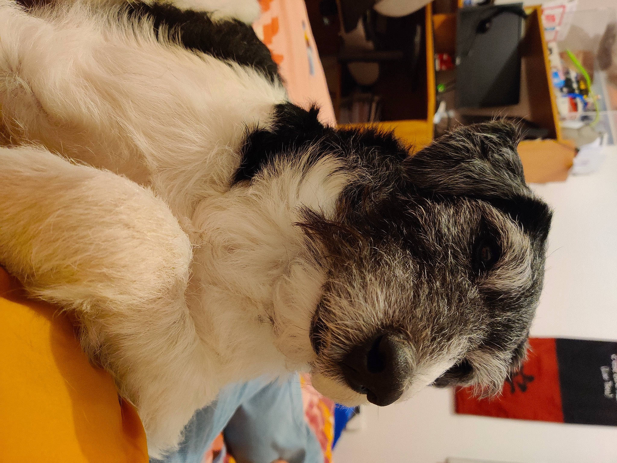 Pépin participe au concours pour gagner de l'argent avec cette photo : canidae, claw, companion_dog, dog_breed, domestic_rabbit, ear, event, felidae, fur, natural_material, paw, plush, rabbit, rabbits_and_hares, small_to_medium_sized_cats, snout, tail, terrestrial_animal, toy, whiskers