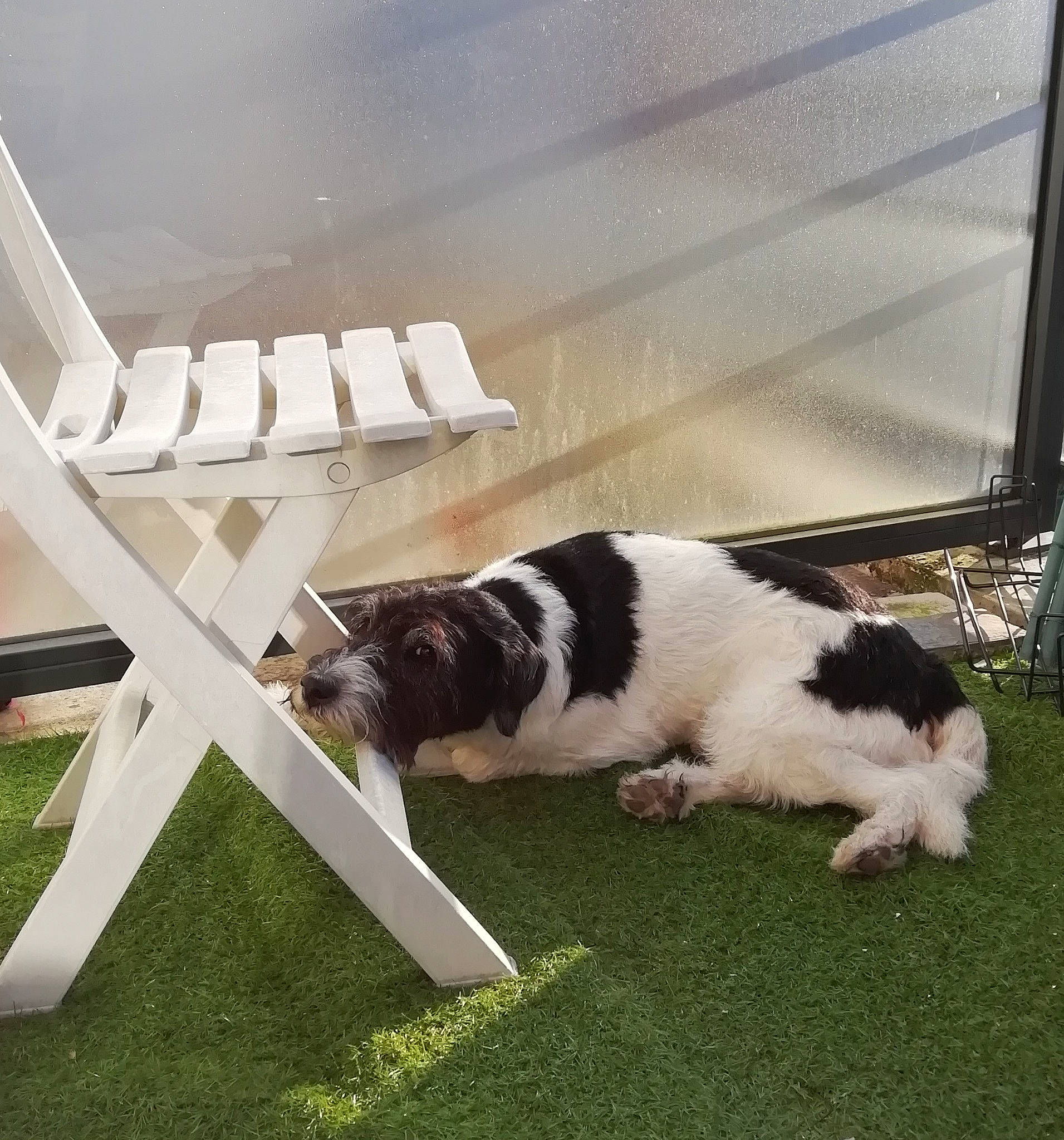 Pépin participe au concours pour gagner de l'argent avec cette photo : canidae, carnivore, dog, dog_breed, english_springer_spaniel, grass, house, landseer, plant, sporting_group, square, stabyhoun, tail, tornjak