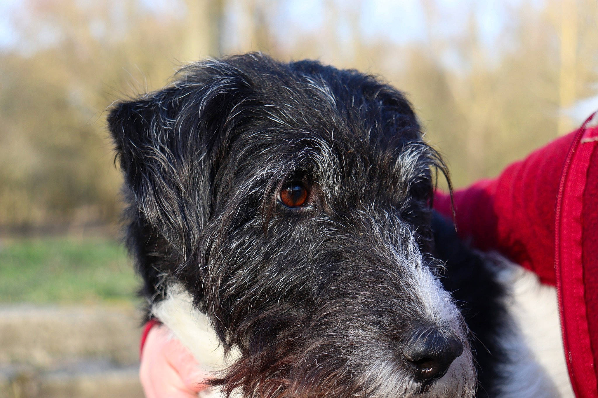 Pépin a rejoint le concours — aidez-le/la à gagner de superbes lots ! canidae, carnivore, companion_dog, dog, dog_breed, ear, fox_terrier, german_wirehaired_pointer, mammal, miniature_schnauzer, rare_breed_dog, schnoodle, snout, sporting_group, stabyhoun, terrier, vertebrate, wire_hair_fox_terrier