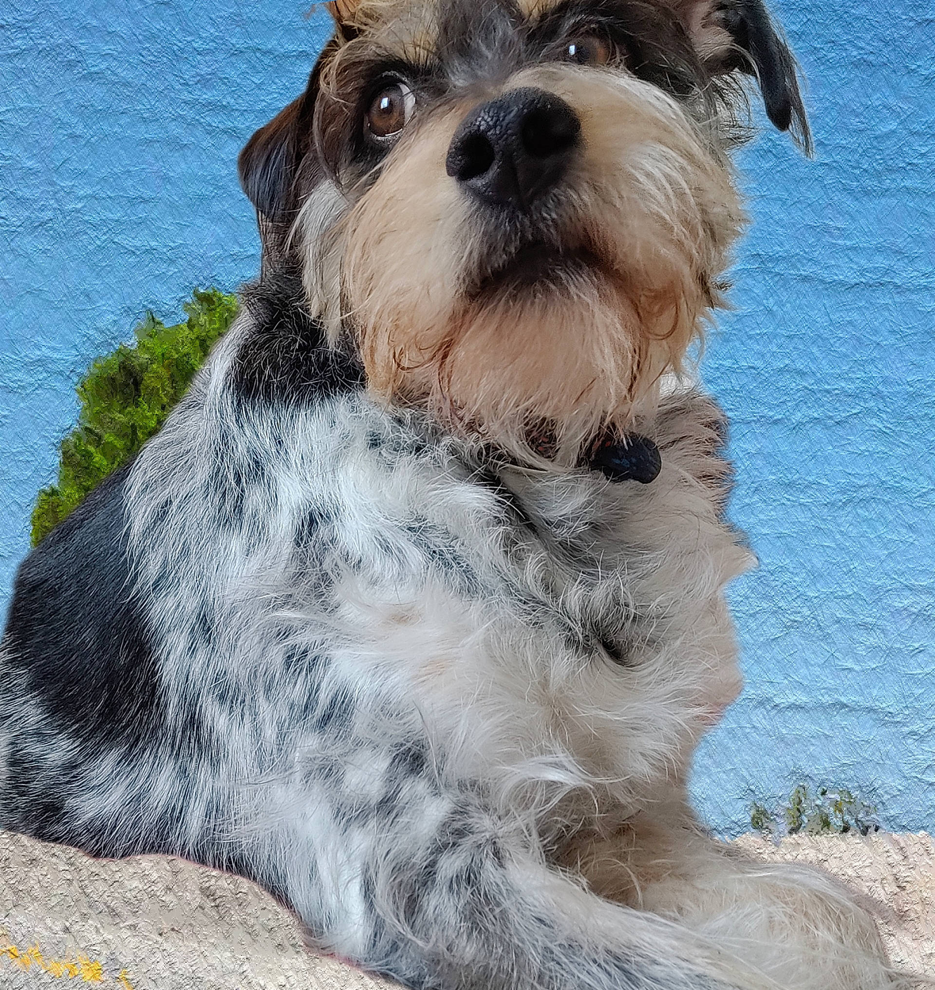 Nouméa participe au concours pour gagner de l'argent avec cette photo : canidae, carnivore, collar, companion_dog, dog, dog_breed, dog_collar, dog_supply, fur, pattern, small_terrier, snout, sporting_group, terrestrial_animal, terrier, working_animal