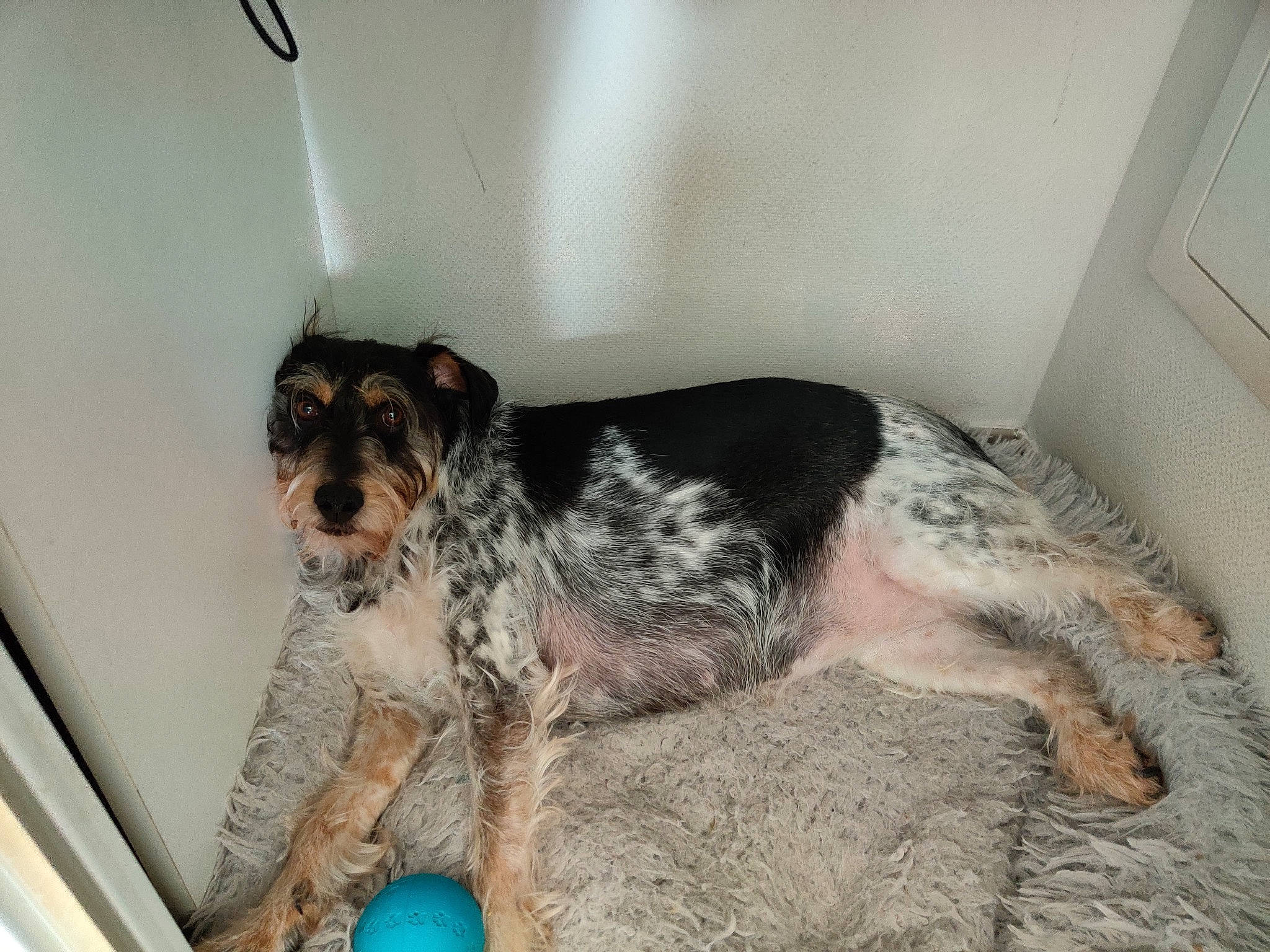 Nouméa participe au concours pour gagner de l'argent avec cette photo : ball, balloon, bathroom, bathtub, canidae, carnivore, comfort, companion_dog, dog, dog_breed, dog_supply, flooring, fur, paw, snout, sporting_group, water_dog, working_dog