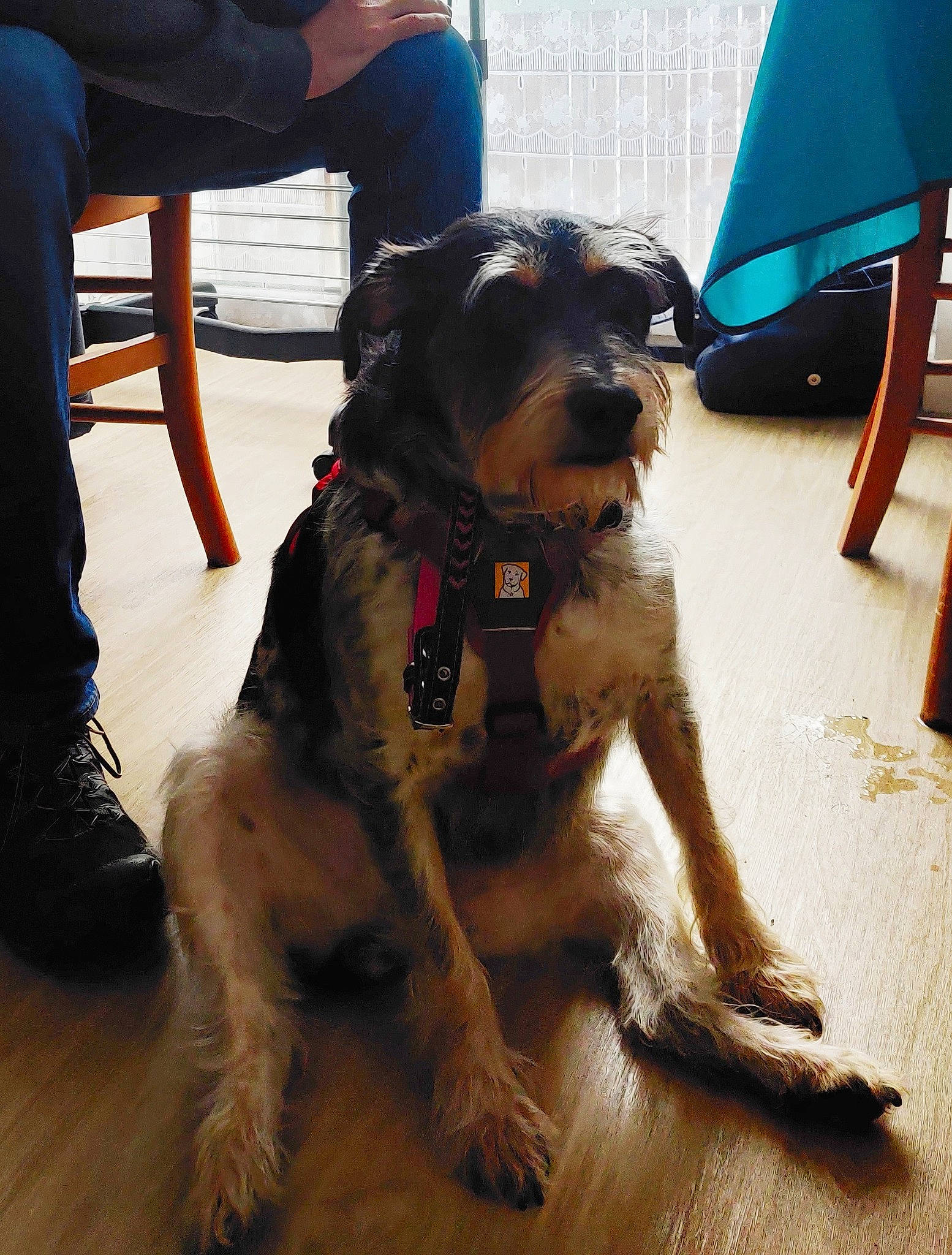 Nouméa participe au concours pour gagner de l'argent avec cette photo : canidae, carnivore, chair, collar, companion_dog, dog, dog_breed, dog_clothes, dog_collar, dog_supply, fashion_accessory, fawn, flooring, fur, leash, personal_protective_equipment, pet_supply, snout, sporting_group, working_animal