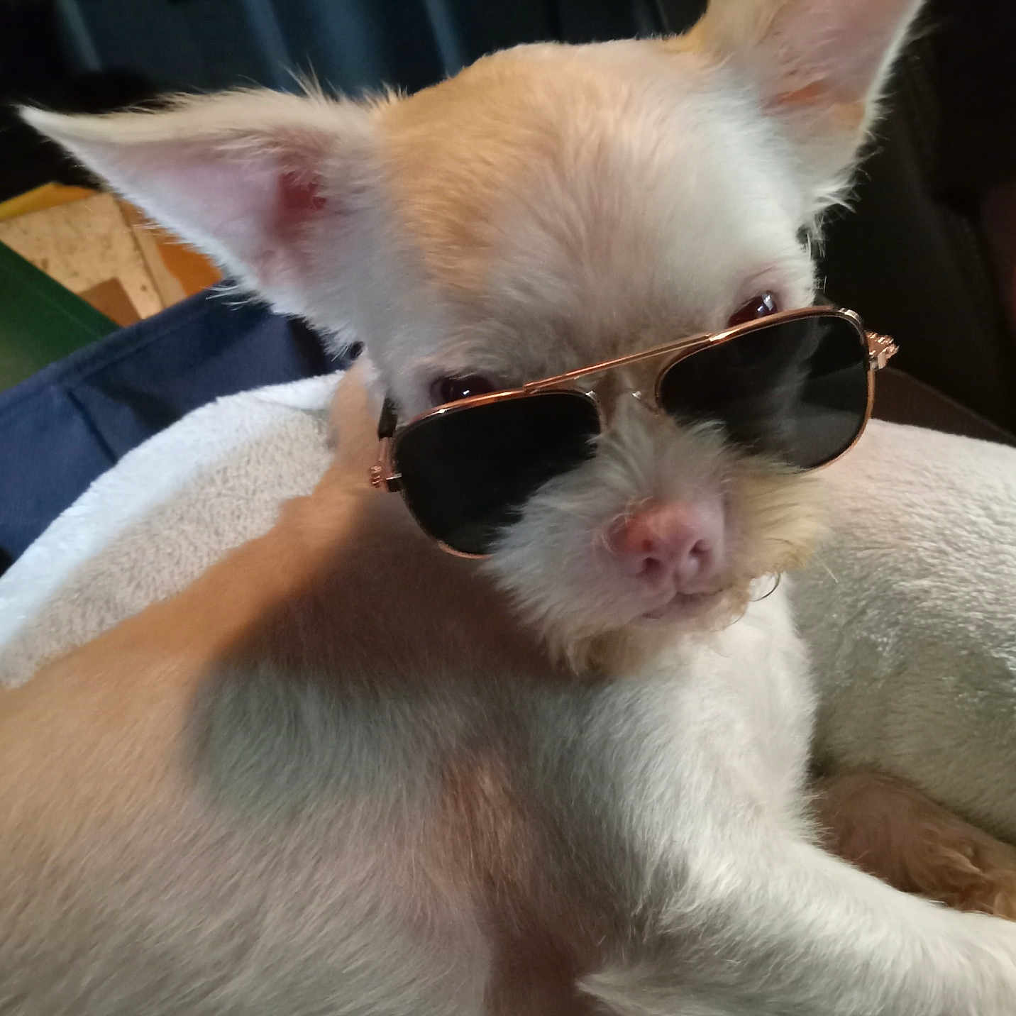 Wilbur is registered to the contest to win money with this photo: accessory, animal, closeup, comfort, cool, cute, dog, ears, face, fur, indoor, laying_down, nose, pet, portrait, relaxed, small_dog, sunglasses, towel, white_fur
