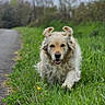 animal, canine, daytime, dog, ears_flopping, field, fur, golden_retriever, grass, greenery, happy, moodysky, nature, outdoor, path, pet, playful, running, trees, walking