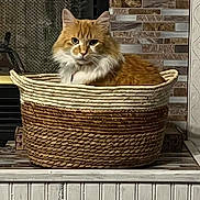 Clifford joined the competition — help win amazing prizes! cat, orange_cat, fluffy_cat, basket, woven_basket, indoor, pet, feline, fur, resting, looking, portrait, cozy, wooden_surface, tiled_wall, domestic_animal, cute, animal, household, relaxed