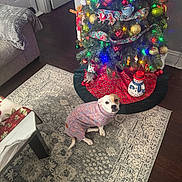 Ginger joined the competition — help win amazing prizes! dog, sweater, christmas_tree, ornaments, lights, rug, indoor, holiday_decorations, snowman, gingerbread_man, couch, blanket, wooden_floor, table, festive, decor, pet, seasonal, cozy, home