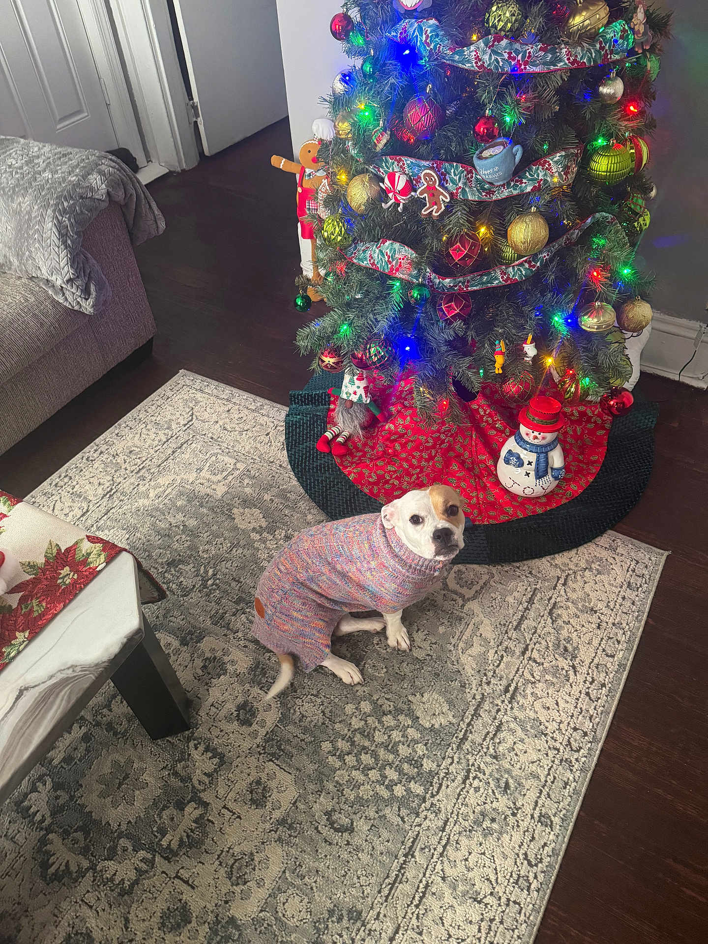 Ginger joined the competition — help win amazing prizes! dog, sweater, christmas_tree, ornaments, lights, rug, indoor, holiday_decorations, snowman, gingerbread_man, couch, blanket, wooden_floor, table, festive, decor, pet, seasonal, cozy, home