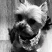 Peaches joined the competition — help win amazing prizes! dog, small_dog, bandana, pet, canine, wooden_floor, looking_up, fur, portrait, indoor, animal, cute, companion, domestic_animal, sitting, black_and_white, curious, close_up, adorable, friendly
