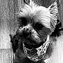 dog, small_dog, bandana, pet, canine, wooden_floor, looking_up, fur, portrait, indoor, animal, cute, companion, domestic_animal, sitting, black_and_white, curious, close_up, adorable, friendly