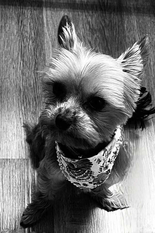 Peaches joined the competition — help win amazing prizes! dog, small_dog, bandana, pet, canine, wooden_floor, looking_up, fur, portrait, indoor, animal, cute, companion, domestic_animal, sitting, black_and_white, curious, close_up, adorable, friendly