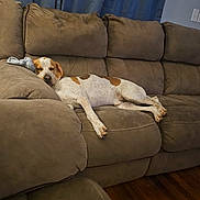 Cleatus joined the competition — help win amazing prizes! dog, sleeping, couch, brown_couch, indoor, living_room, blue_curtains, wooden_floor, resting, pet, cozy, relaxed, stuffed_toy, furniture, home, domestic, animal, canine, comfort, quiet