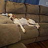 dog, sleeping, couch, brown_couch, indoor, living_room, blue_curtains, wooden_floor, resting, pet, cozy, relaxed, stuffed_toy, furniture, home, domestic, animal, canine, comfort, quiet