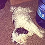 dog, carpet, indoor, sleeping, water_jug, furniture, wood, curly_fur, pet, resting, floor, cozy, domestic, animal, white_fur, black_fur, laying_down, relaxed, household, canine