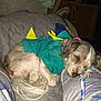 Scruffy is registered to the contest to win money with this photo: dog, costume, sleeping, quilted_blanket, indoor, pet, resting, clothing, animal, cute, small_dog, colorful, person, legs, patterned_pants, cozy, nap, fur, tail, relaxation