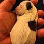 puppy, newborn, dog, sleeping, hand, white_fur, black_spot, small, cute, animal, pet, fur, closeup, soft, resting, tiny, domestic_animal, mammal, young, indoor