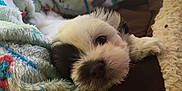 Scruffy joined the competition — help win amazing prizes! dog, puppy, blanket, bed, cozy, cute, fluffy, snuggling, pet, indoor, resting, comfort, soft, animal, fur, closeup, warm, cute_pet, relaxed, sleepy