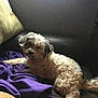 Scruffy is registered to the contest to win money with this photo: dog, couch, blanket, window, indoor, pet, fur, relaxed, light, cozy, curly_fur, collar, resting, brown, purple, home, curtains, furniture, animal, sleepy