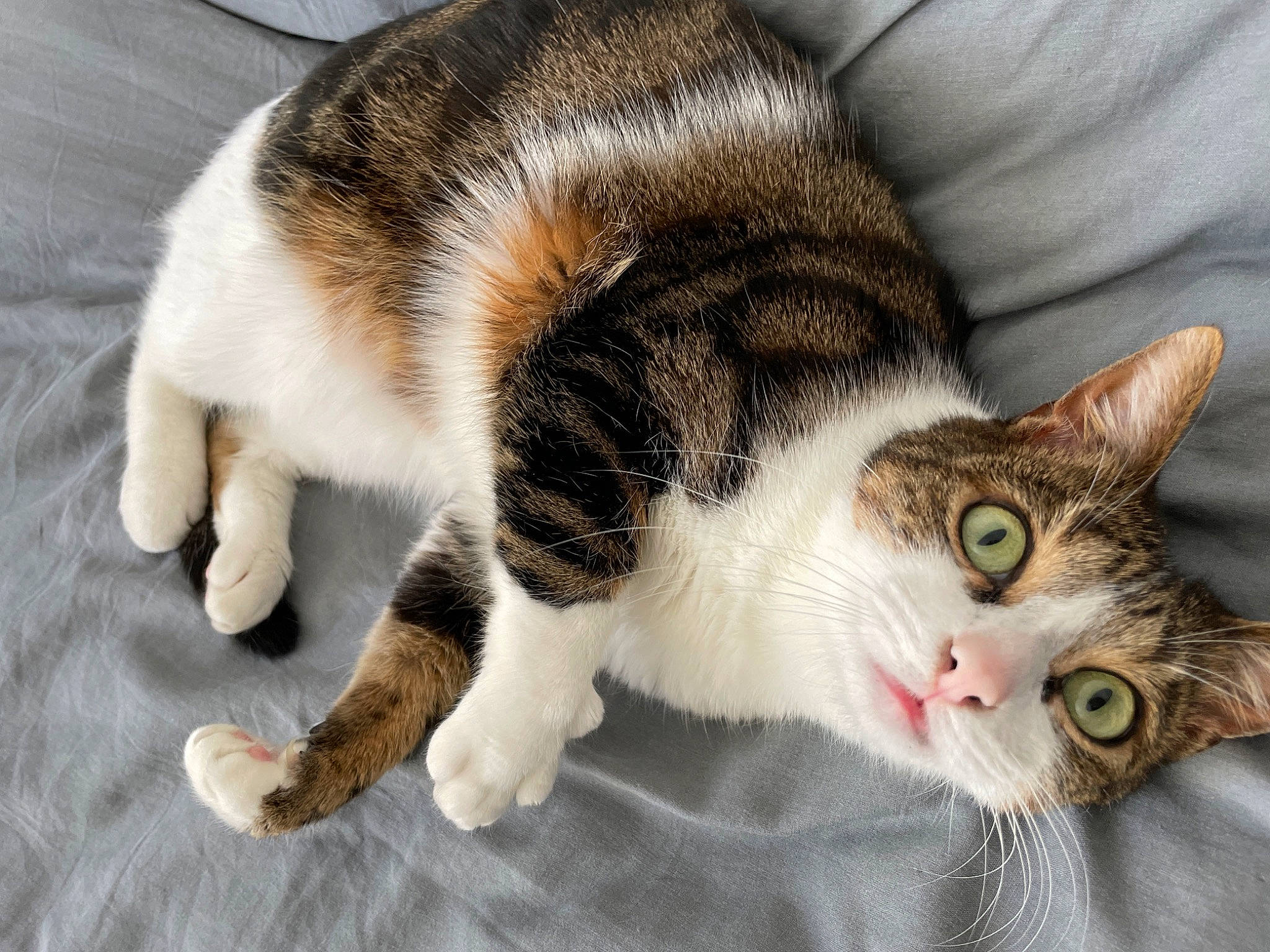 Rosy participe au concours pour gagner de l'argent avec cette photo : carnivore, cat, claw, comfort, domestic_short_haired_cat, felidae, fur, paw, small_to_medium_sized_cats, snout, tail, whiskers