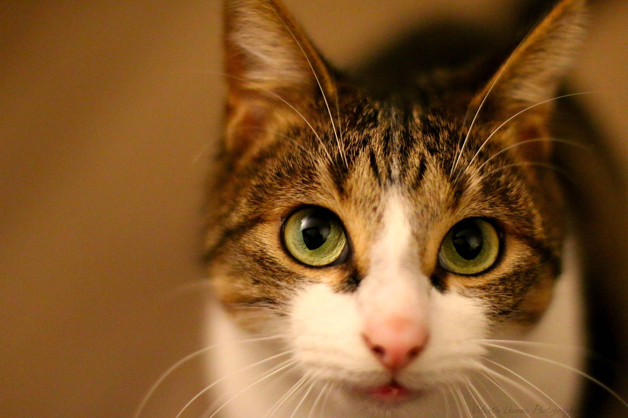 Rosy participe au concours pour gagner de l'argent avec cette photo : carnivore, cat, close_up, domestic_short_haired_cat, felidae, fur, grass, iris, small_to_medium_sized_cats, snout, terrestrial_animal, whiskers, wildlife, window