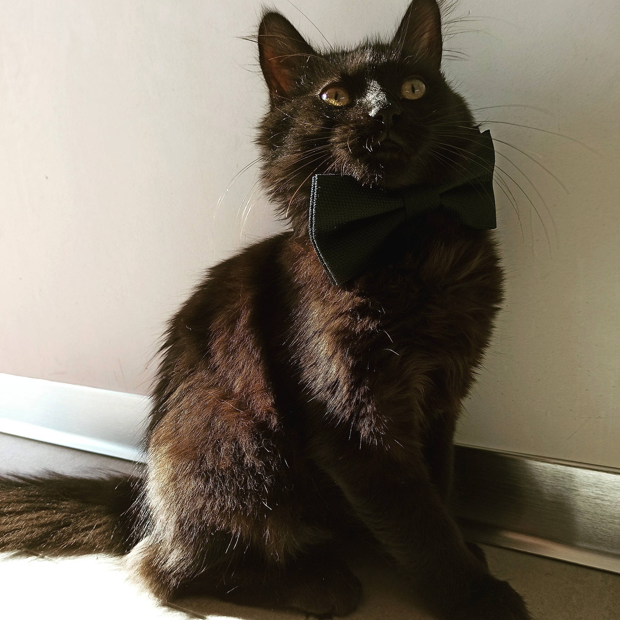 Tiko