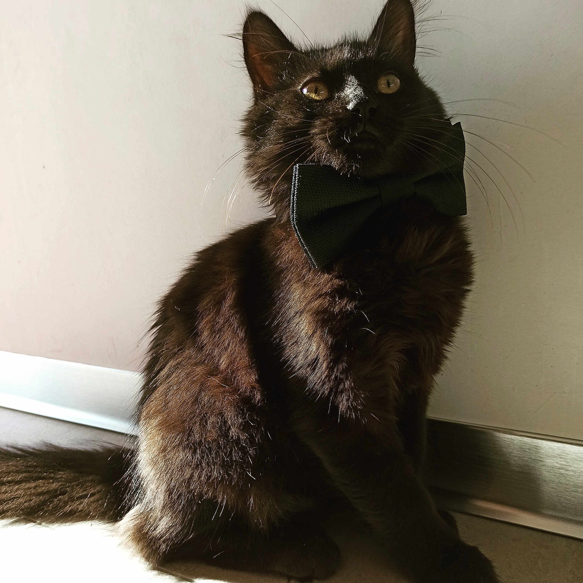 Tiko