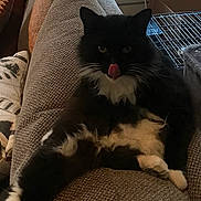Mr.wilson is registered to the contest to win money with this photo: air_conditioner, animal, black_and_white, cat, couch, cozy, cute, fluffy, fur, furniture, home, indoor, living_room, pet, pillow, relaxed, resting, tongue_out, whiskers, window