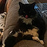air_conditioner, animal, black_and_white, cat, couch, cozy, cute, fluffy, fur, furniture, home, indoor, living_room, pet, pillow, relaxed, resting, tongue_out, whiskers, window