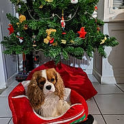 R'Mione participe au concours pour gagner de l'argent avec cette photo : dog, christmas_tree, pet_bed, holiday_decorations, red_stars, teddy_bears, nutcracker, tree_skirt, indoor, tile_floor, cabinet, ornaments, greenery, festive, cute, long_ears, white_brown_fur, relaxed, christmas, holiday