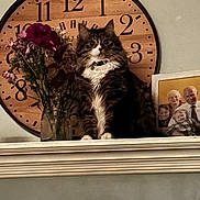 Mochi joined the competition — help win amazing prizes! cat, tabby_cat, fluffy, clock, mantelpiece, flowers, vase, family_photo, indoor, home, fur, pet, curious, wide_eyes, decor, wooden_clock, portrait, sitting, white_chest, feline